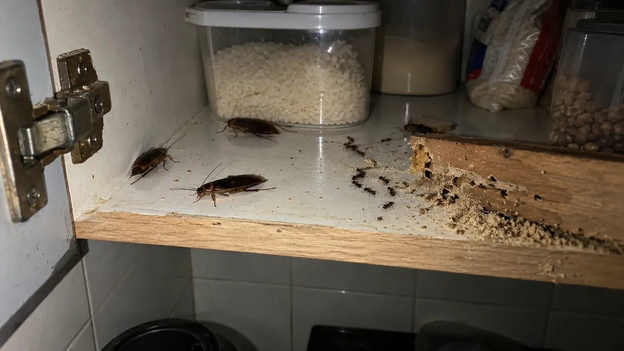 Baratas, formigas e cupim dentro de um armário de cozinha — pragas urbanas atendidas pela Botanea